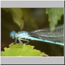 Cercion lindenii - Pokal-Azurjungfer m02.jpg